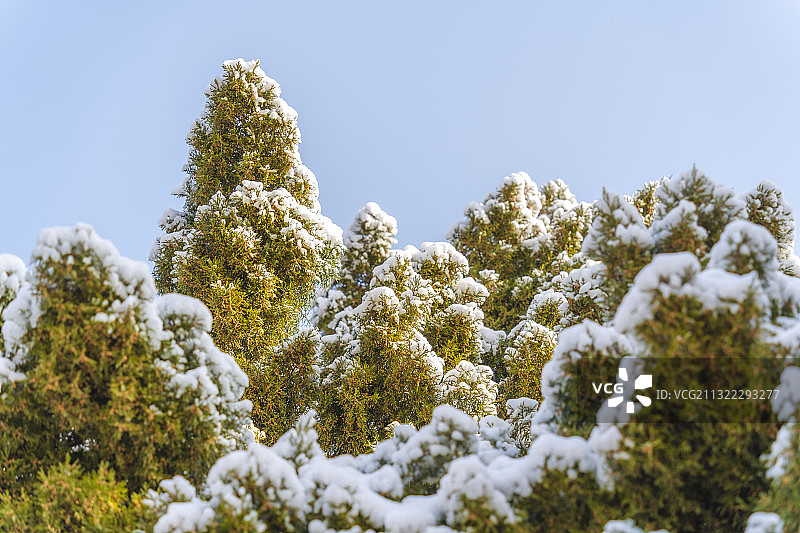 雪后松树图片素材