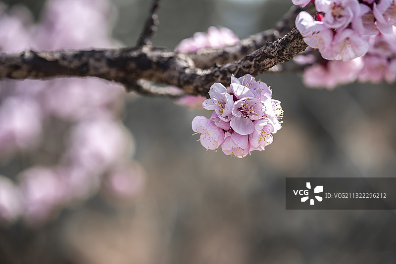 杏树枝头上开满了香气迷人的杏花图片素材