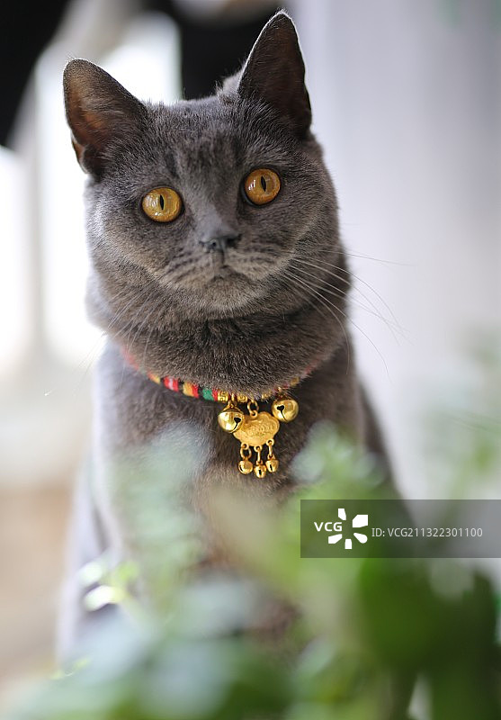 家有萌宠 猫图片素材