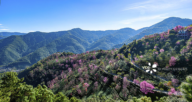 云南省大理市南涧无量山茶海樱花谷图片素材