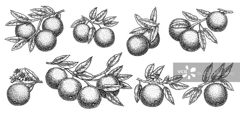 橙色柑橘树枝素描图片素材