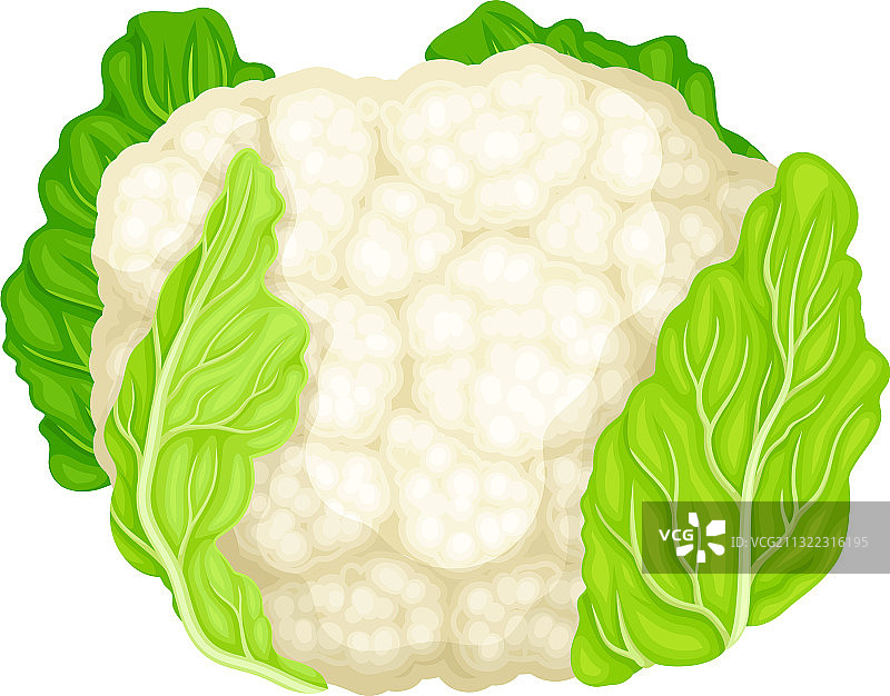 作为生沙拉原料的花椰菜图片素材