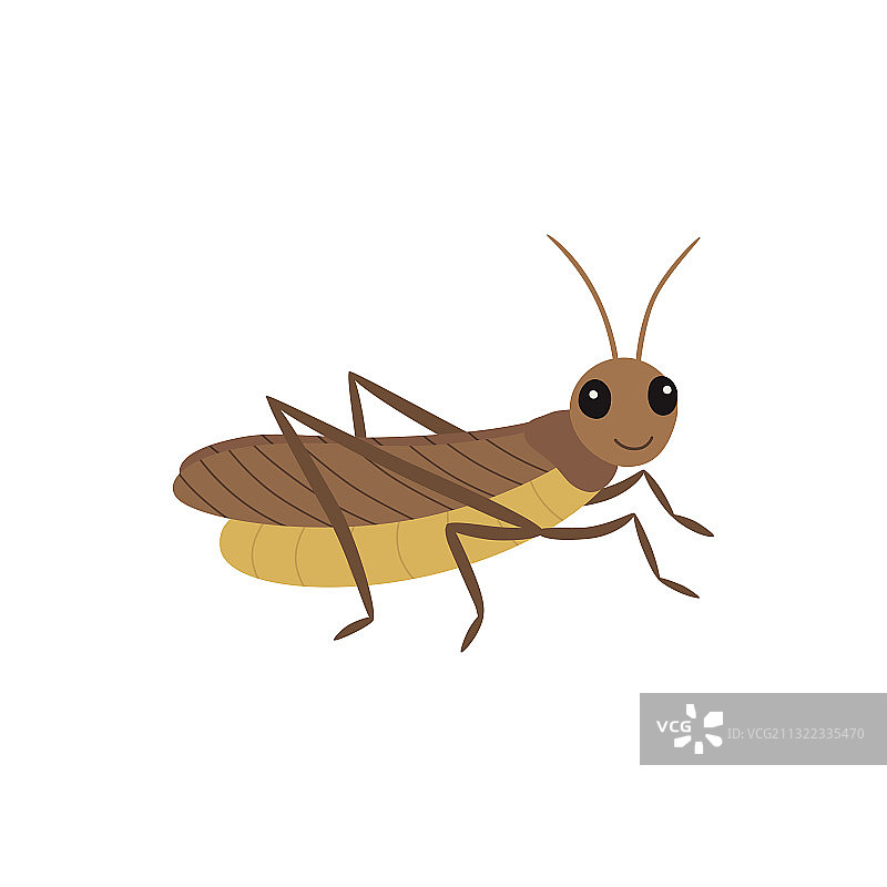 白色背景下的蝗虫图片素材