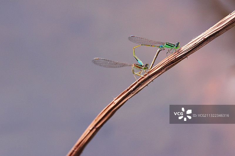 荷塘小景图片素材