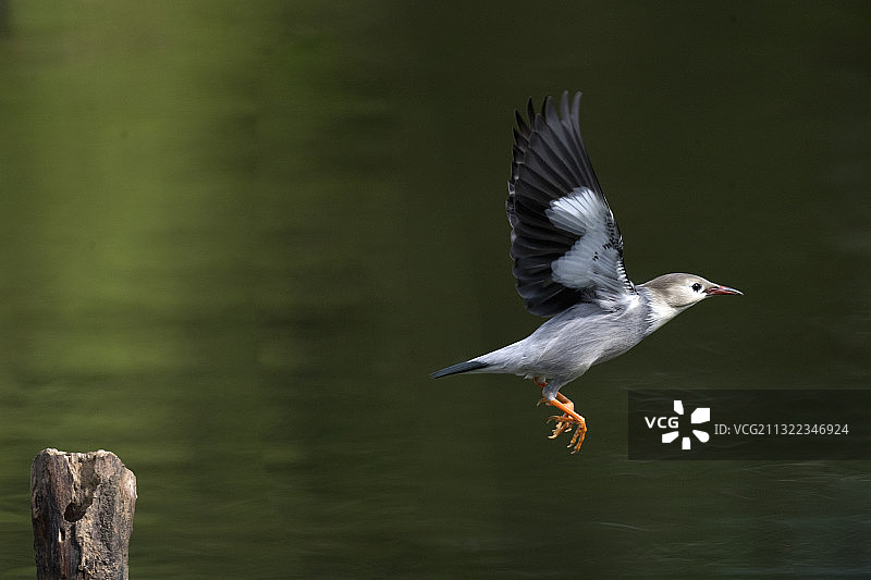 飞走了•丝光椋鸟图片素材