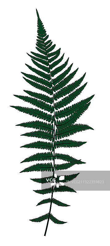 蕨类植物叶子剪影背景图片素材