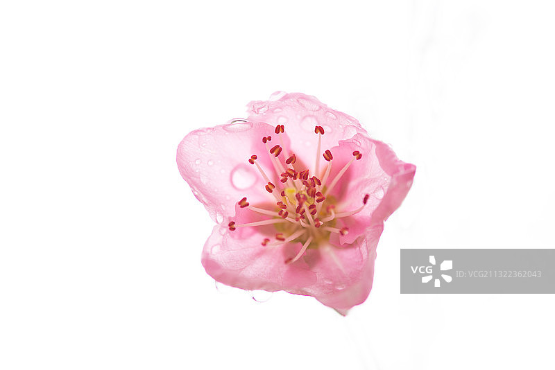 桃花，雨季，微距，水珠，春天，花开，绿色图片素材