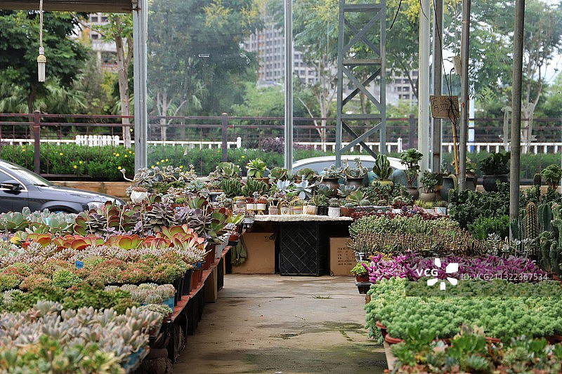 斗南花市 昆明图片素材