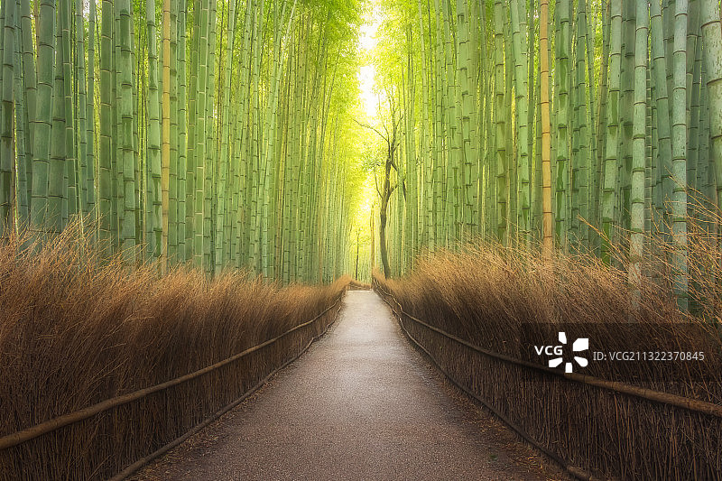 京都岚山竹径图片素材