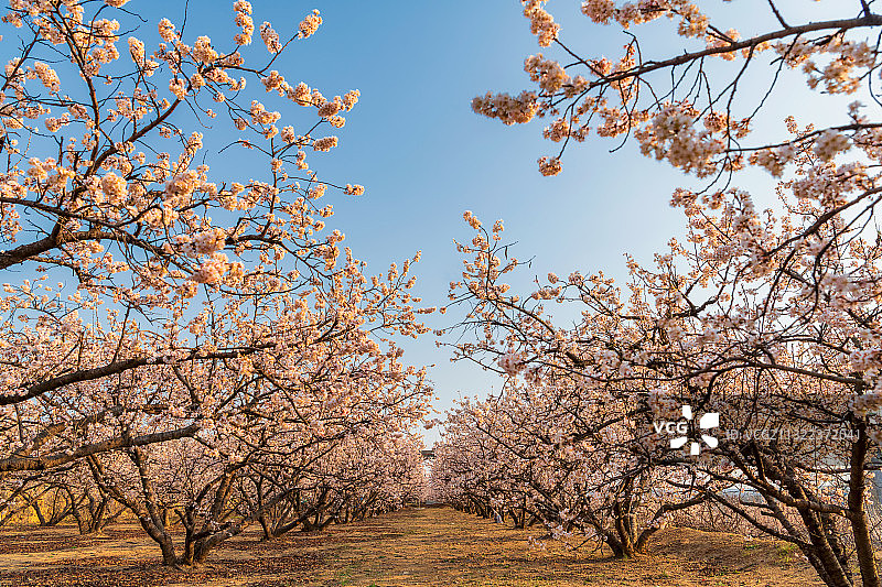河南郑州二七区樱桃沟景区樱桃果园樱桃树春季户外风光图片素材