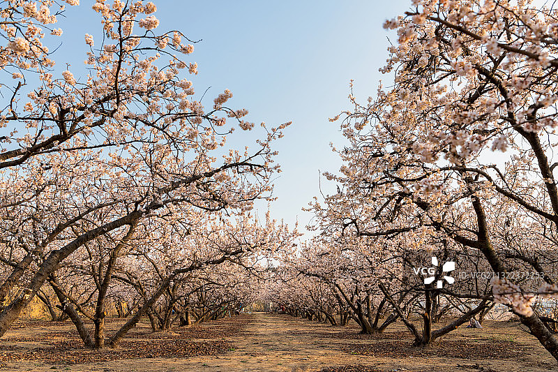 河南郑州二七区樱桃沟景区樱桃果园樱桃树春季户外风光图片素材