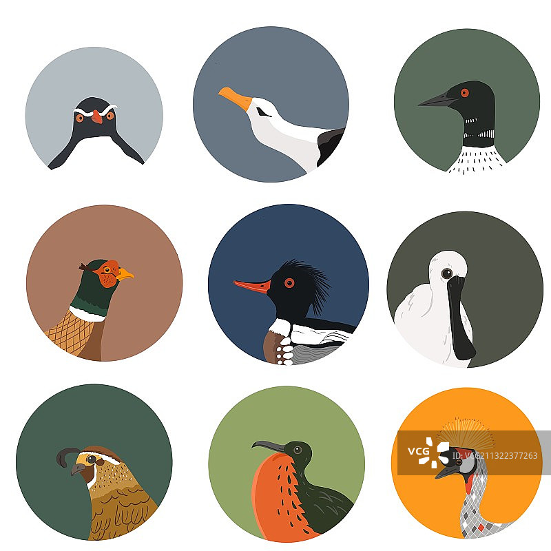 鸟类证件照图片素材