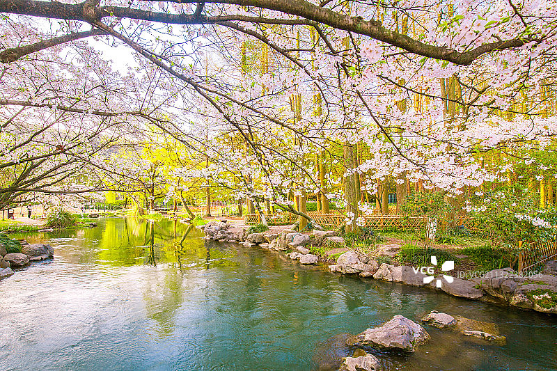 杭州西湖太子湾的樱花图片素材