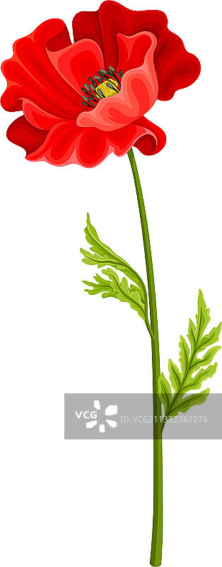 绿色茎上的鲜艳罂粟花图片素材