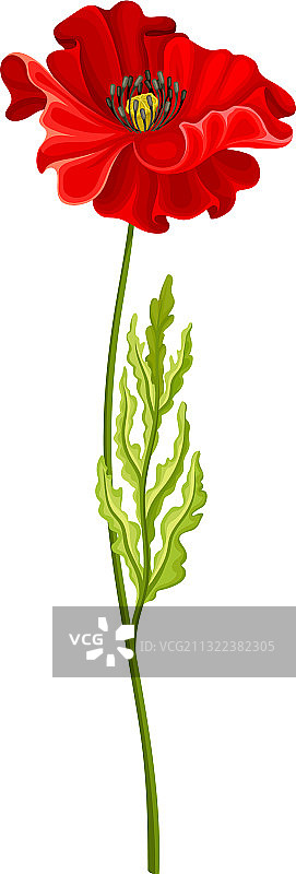 绿色茎上的鲜艳罂粟花图片素材
