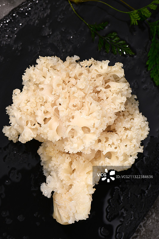 绣球菌图片素材