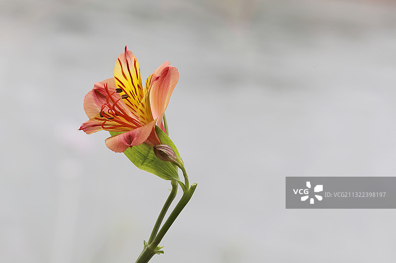 六出花图片素材