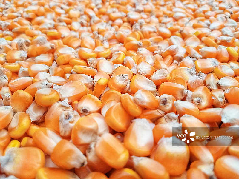 玉米粒全画幅照片图片素材