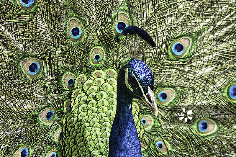 孔雀特写，英国沃里克图片素材