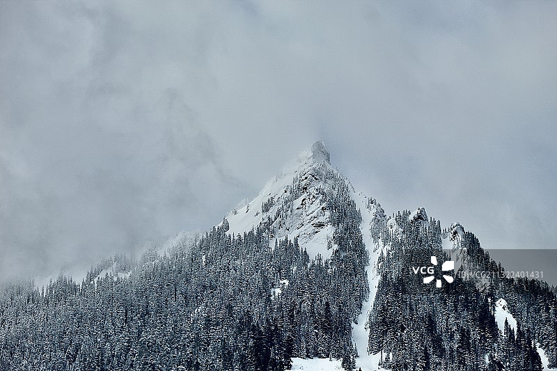 冬季天空下的树木低角度景观，位于美国华盛顿州图片素材