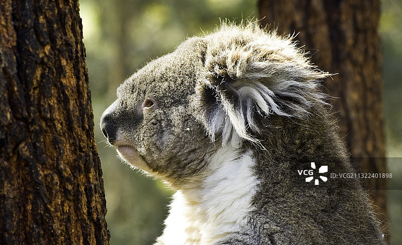 树干上的考拉特写图片素材