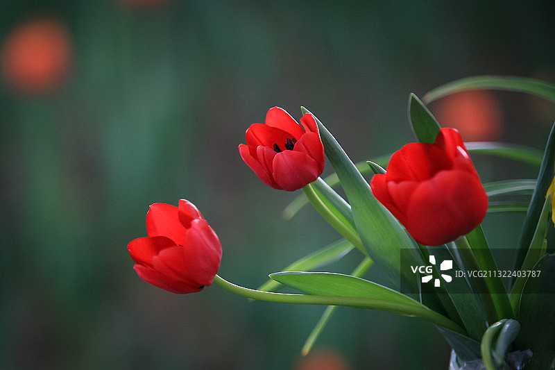 红色郁金香，花语，节日，女人图片素材