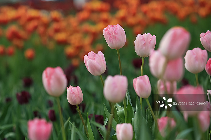 粉色郁金香，美女，礼物，节日图片素材
