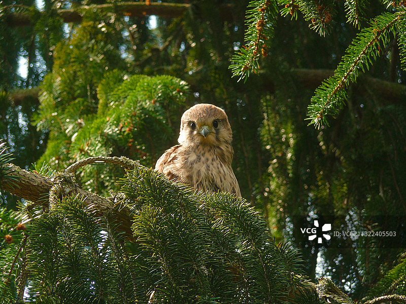 栖息在树上的猫头鹰肖像图片素材