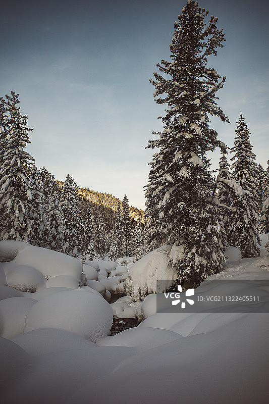 俄罗斯贝加尔湖雪地上的树木图片素材