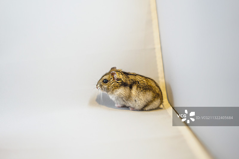 白色背景上的松鼠特写图片素材