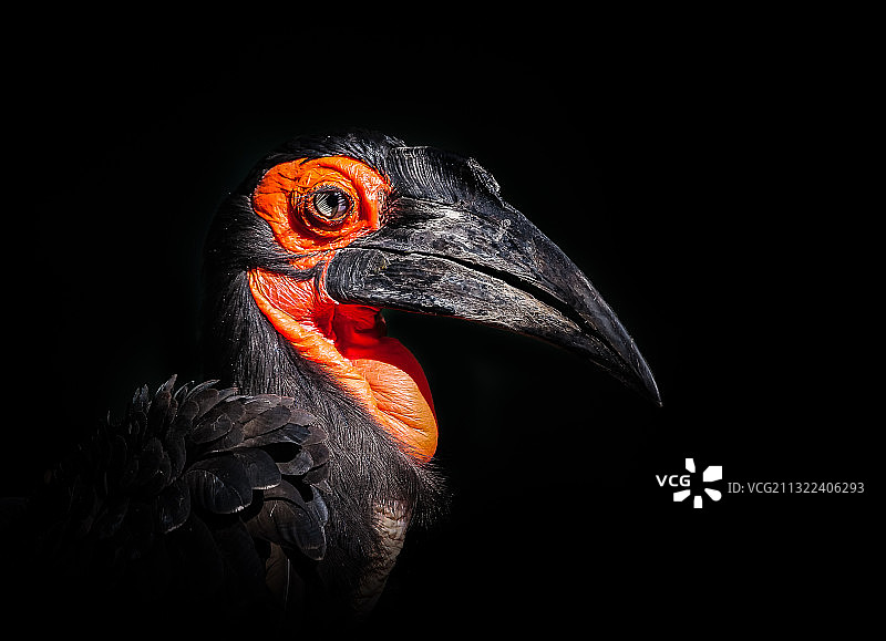 黑背景下的犀鸟特写图片素材