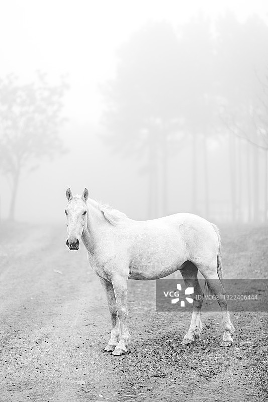 马站在田野上的侧视图，阿根廷米西奥内斯塞罗阿祖尔图片素材