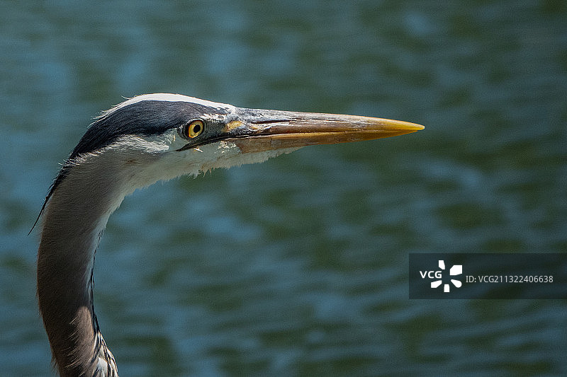 灰鹭的特写图片素材