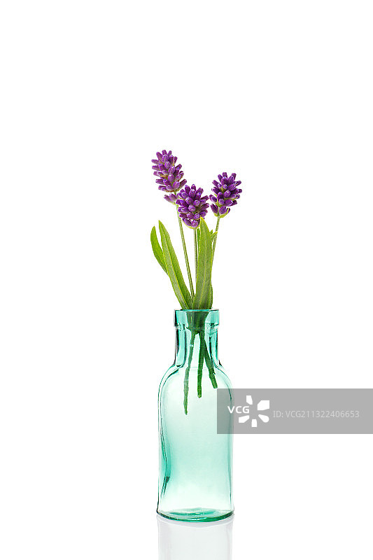 白色背景花瓶中的紫色花朵特写图片素材