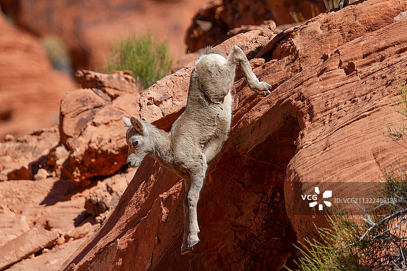 岩石上的蜥蜴特写，美国图片素材