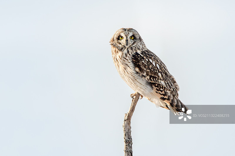 加拿大安大略省：栖息在树枝上的穴鸮特写图片素材