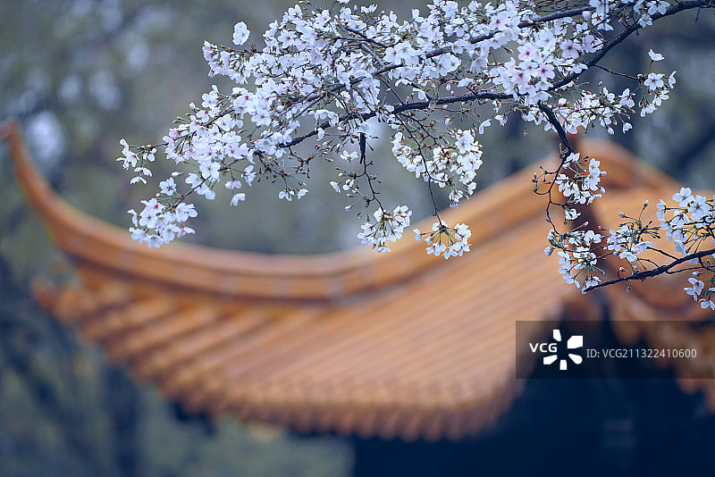 朝天宫樱花图片素材