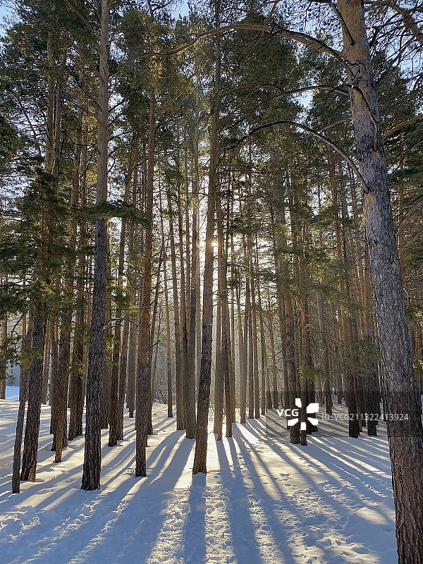 冬季的森林树木，哈萨克斯坦图片素材