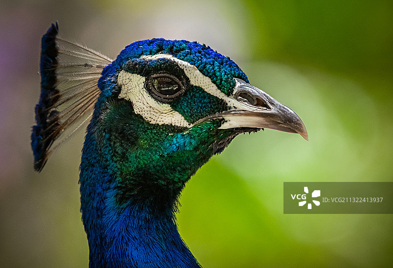 特写的孔雀图片素材