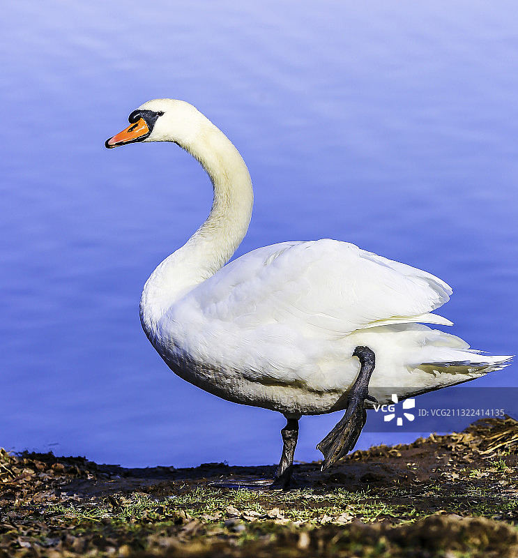 沉默的天鹅在湖里游泳的特写图片素材