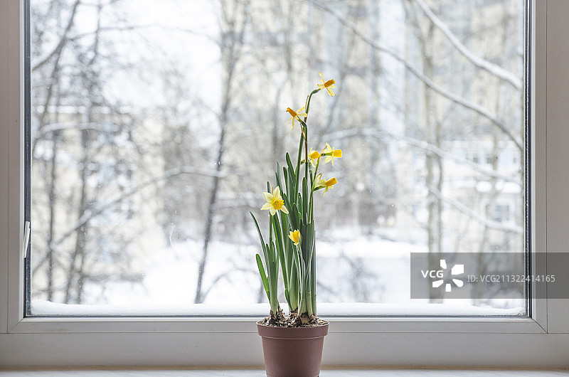 家中窗台上花瓶特写图片素材