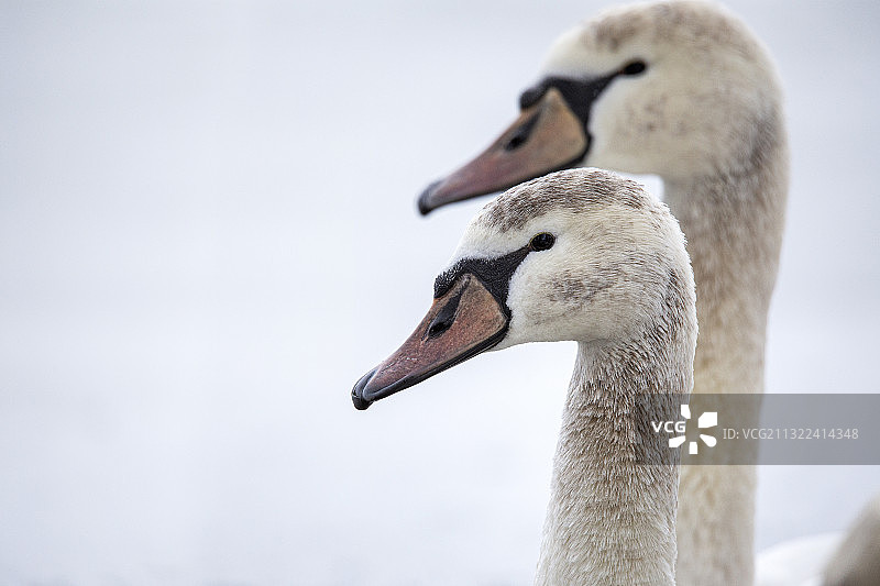 田野上加拿大鹅的特写图片素材