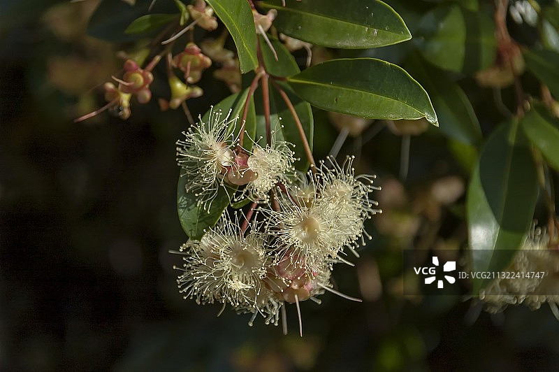 南非的开花植物特写图片素材