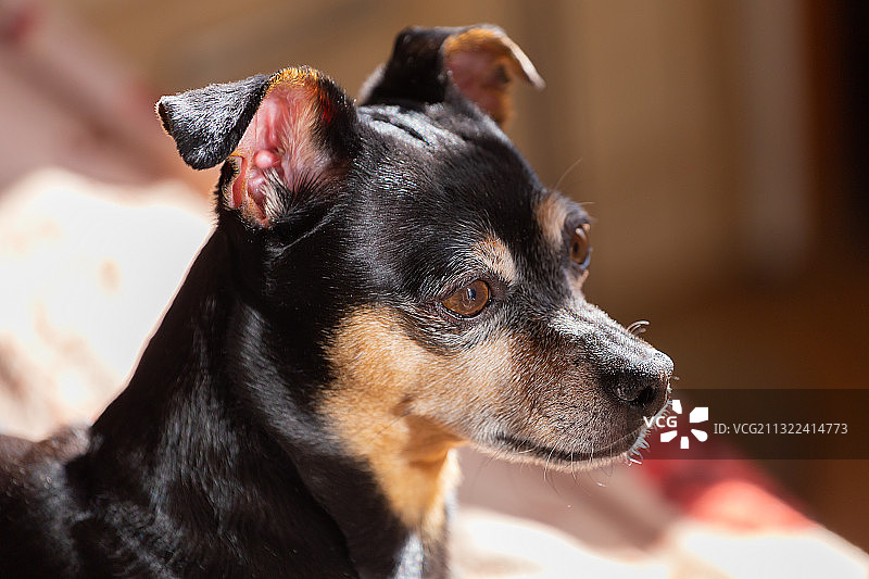 拉脱维亚迷你杜宾犬侧面特写图片素材