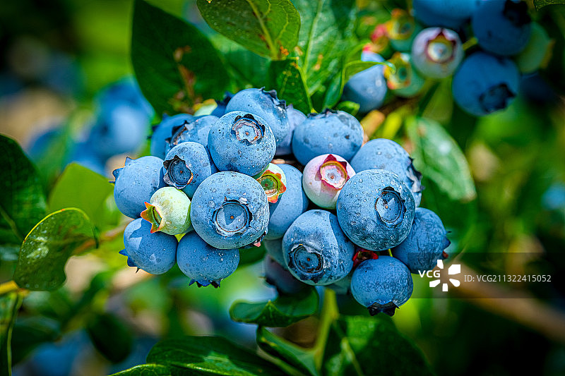 蓝莓生长特写，美国新泽西州大西洋城图片素材