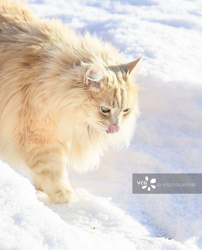 雪地雪景特写图片素材