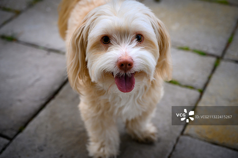 站在人行道上的狗的高角度肖像图片素材