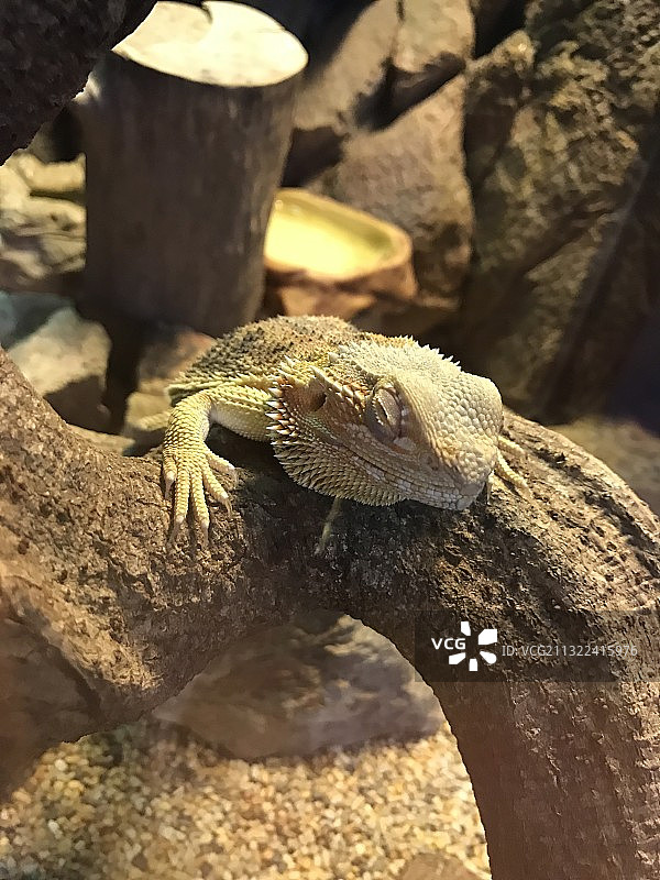 马来西亚蜥蜴图片素材