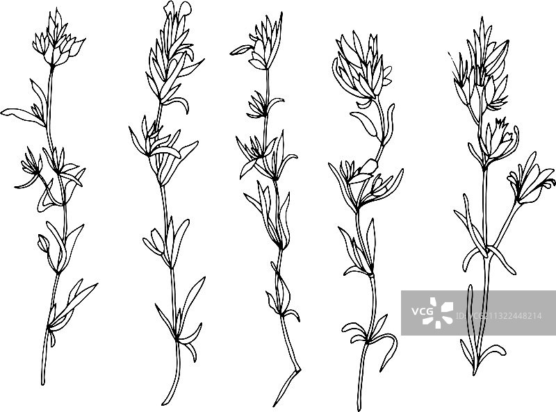 百里香黑白线条艺术图形图片素材