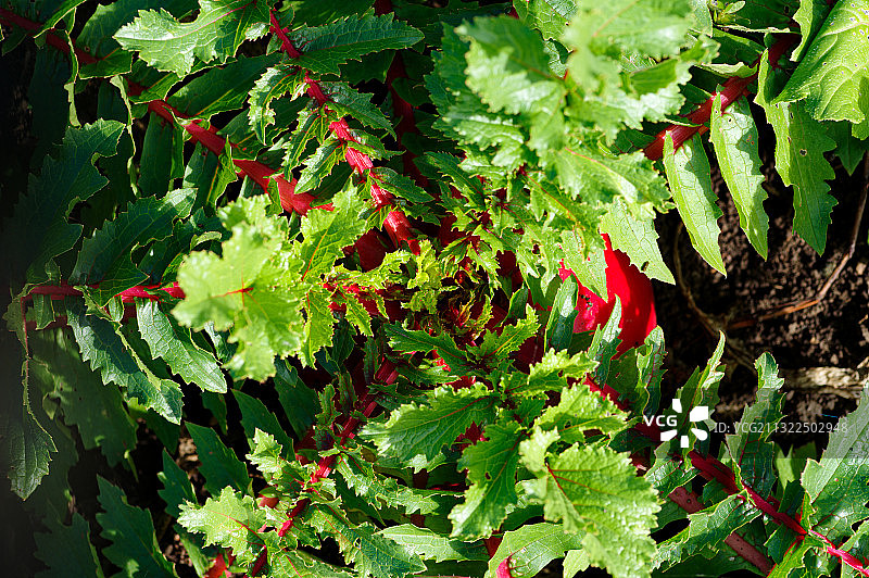 萝卜缨图片素材